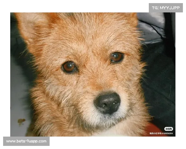 拉姆塞心急如焚发布悬赏启事寻回走失宠物狗